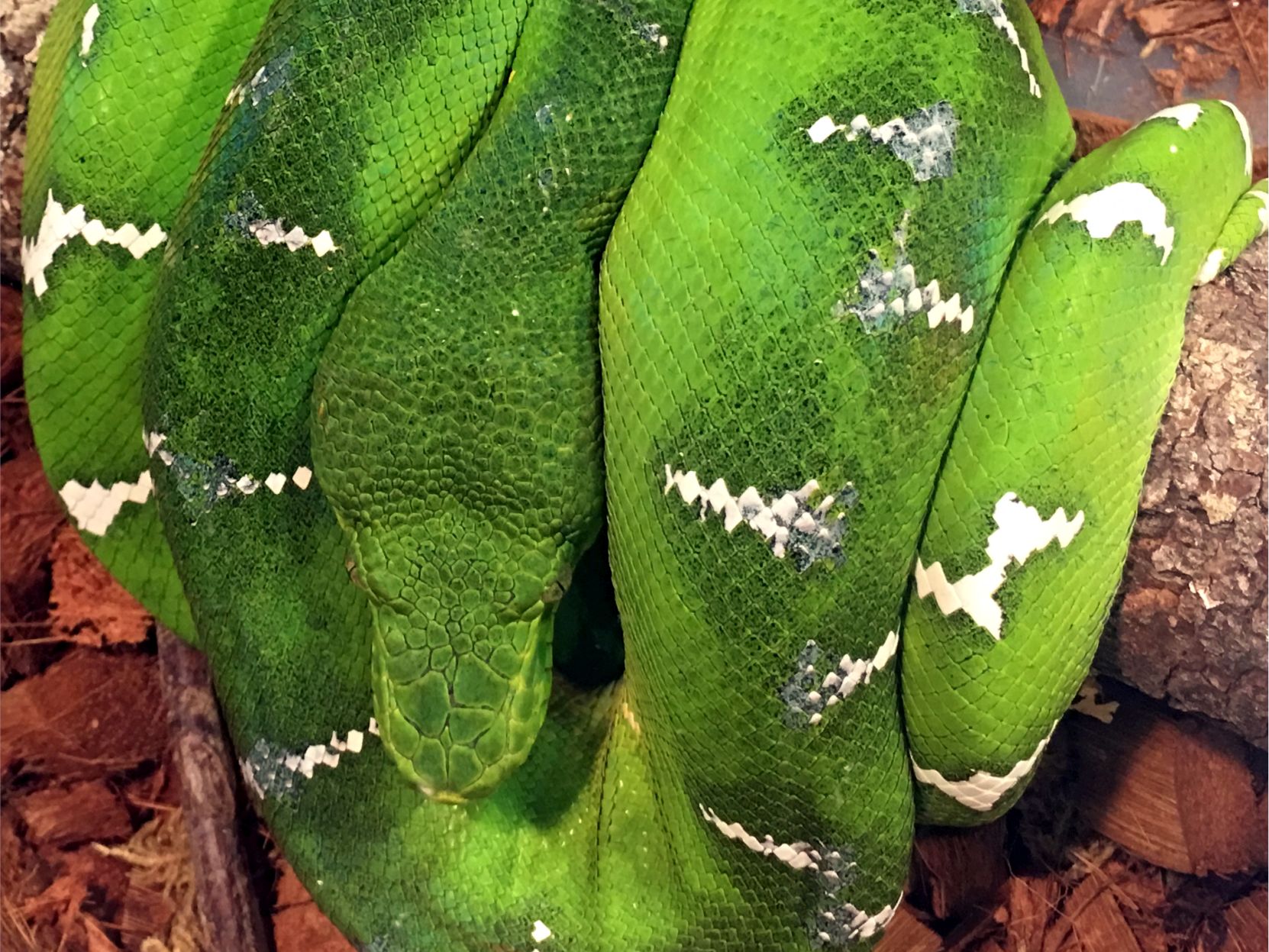 Green Tree python Repticon